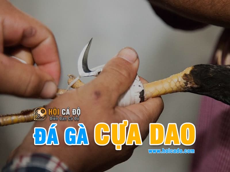 Đá Gà Cựa Dao là gì ?