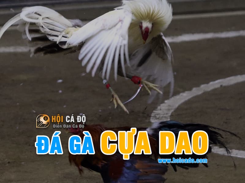 Đá gà cựa dao có những đặc điểm gì ?