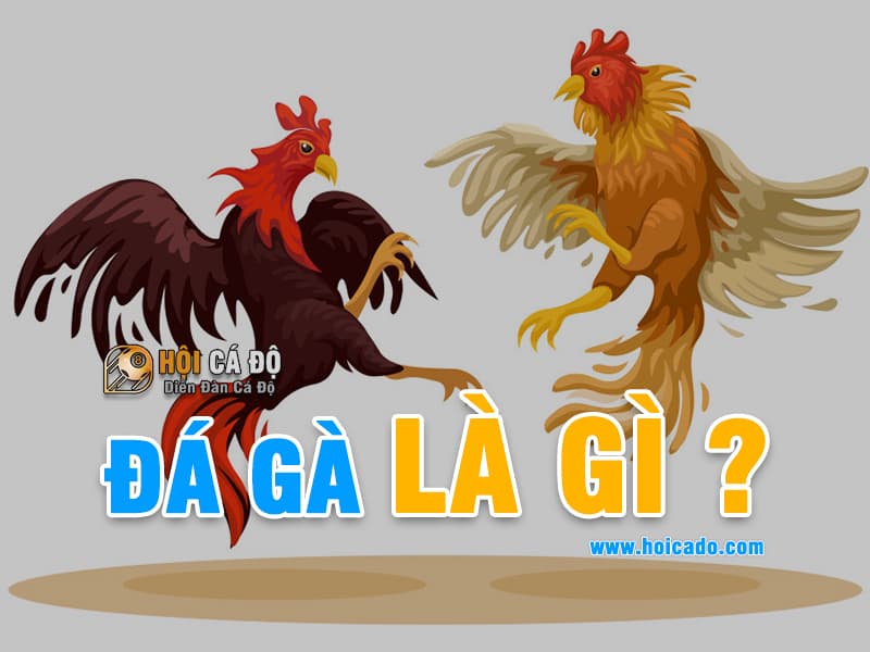 Đá gà là gì ?