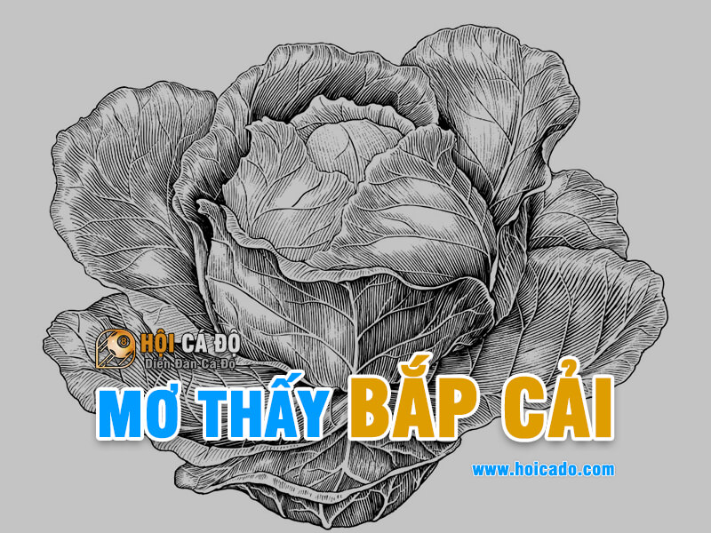 Giải mã ý nghĩa giấc mơ thấy bắp cải